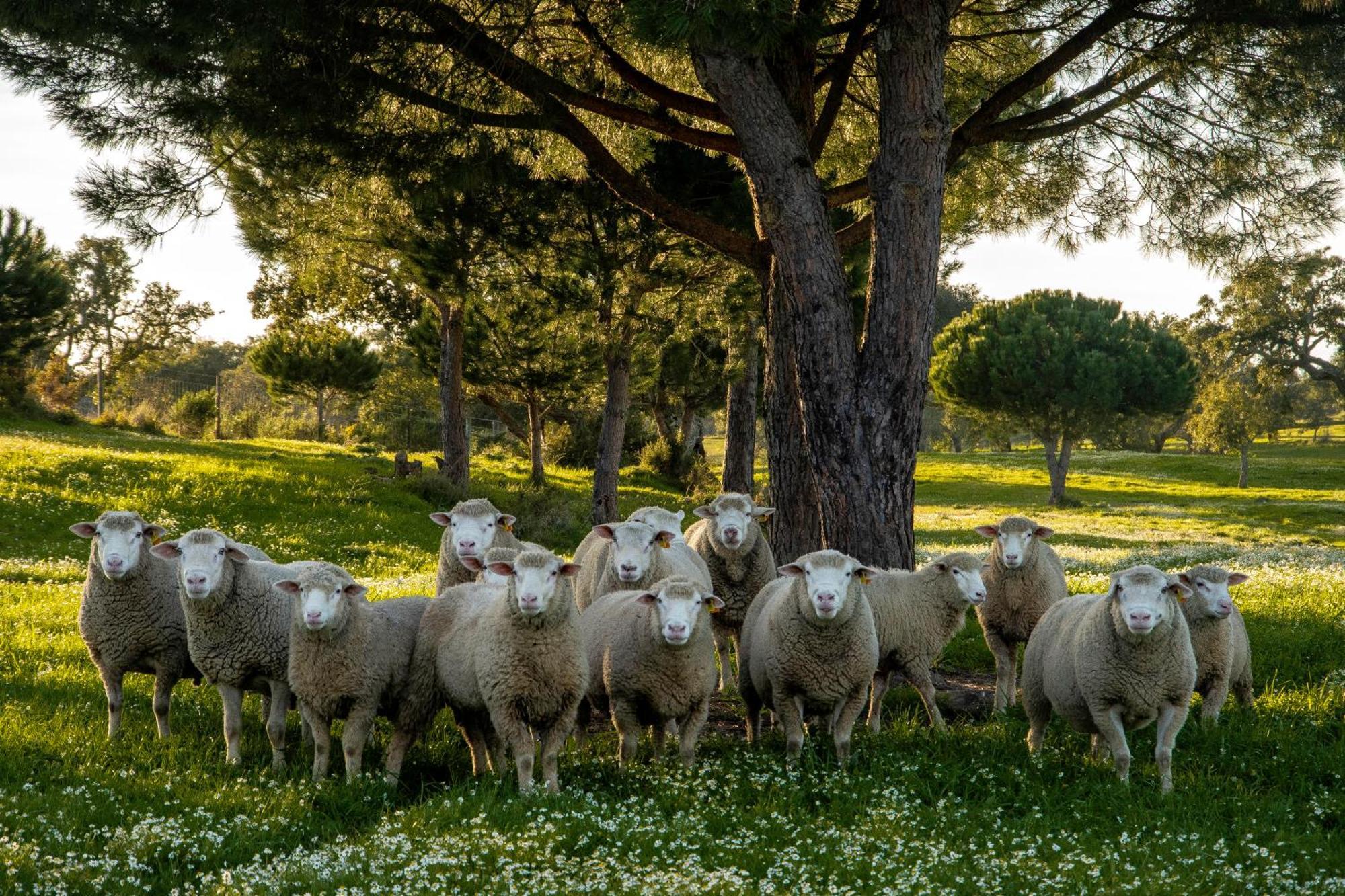 Herdade Das Barradas Da Serra Grândola Екстериор снимка