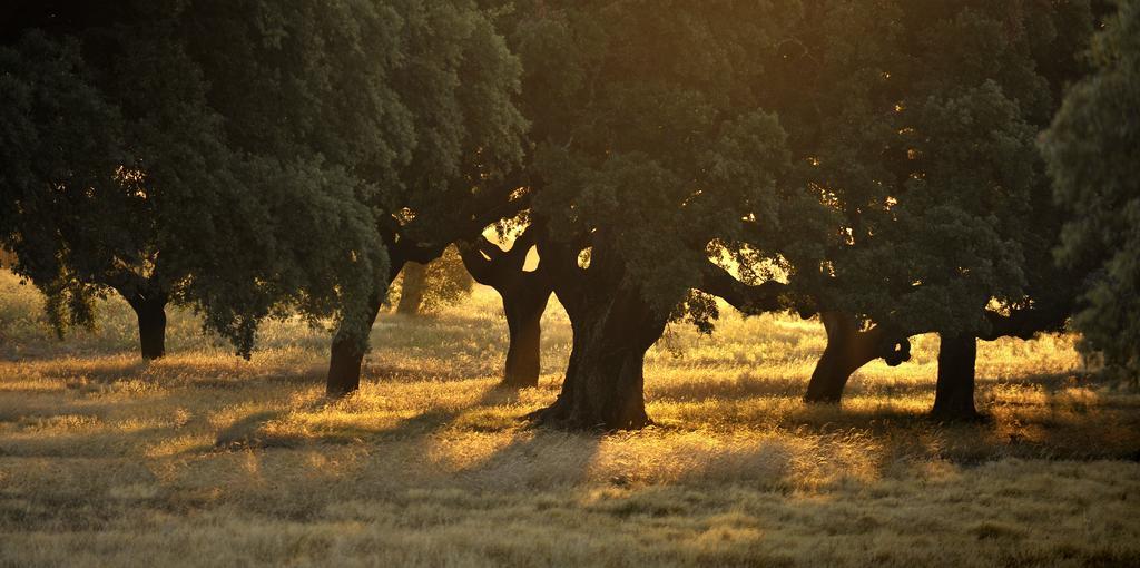 Herdade Das Barradas Da Serra Grândola Екстериор снимка