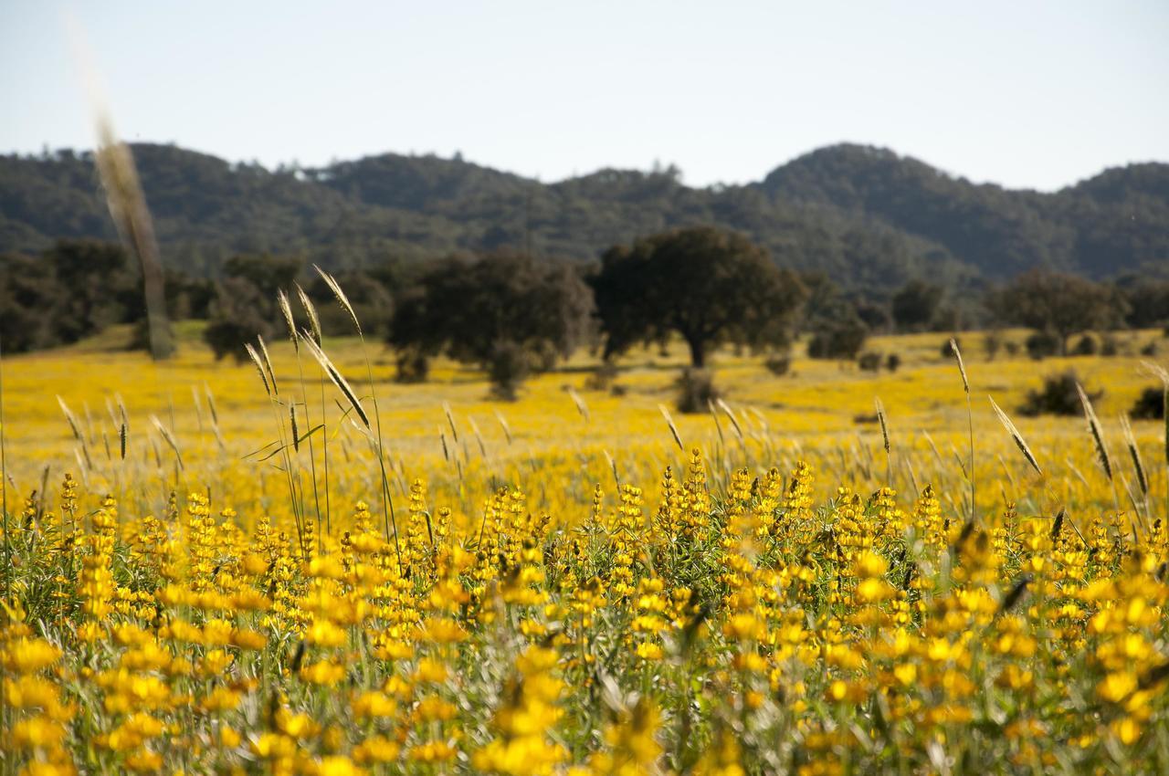 Herdade Das Barradas Da Serra Grândola Екстериор снимка